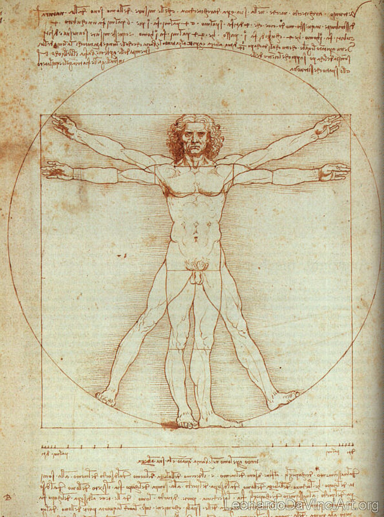 Vitruvian Man, Study of proportions, from Vitruvius's De Architectura
